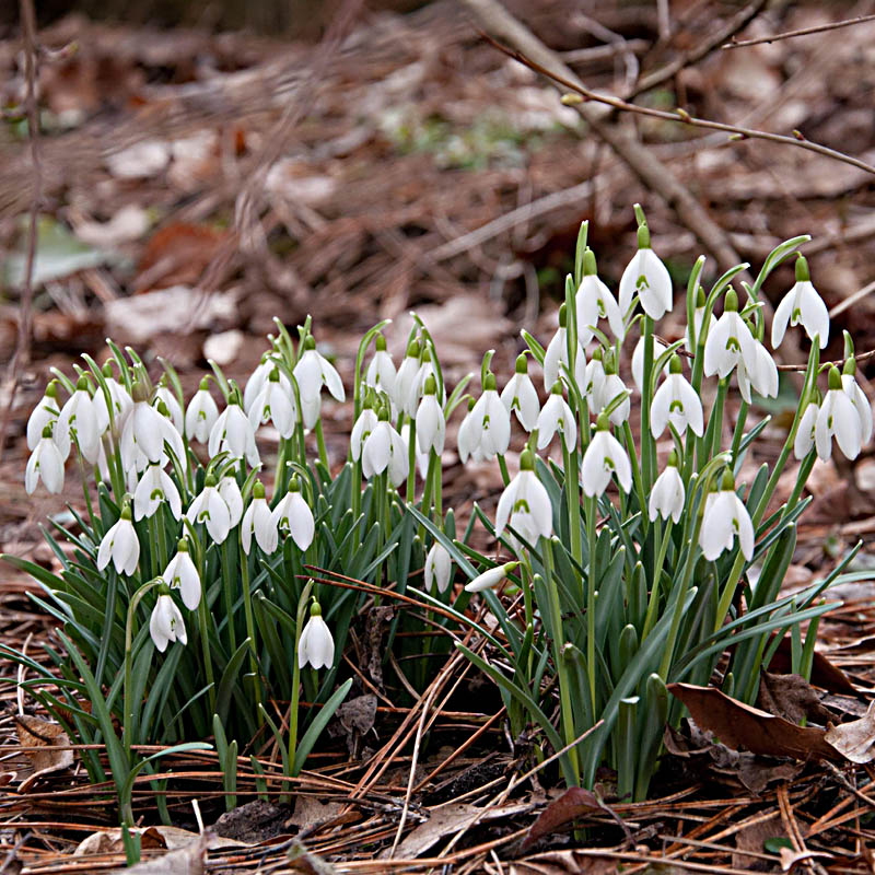 Artikelbild 3 des Artikels “Schneeglöckchen “