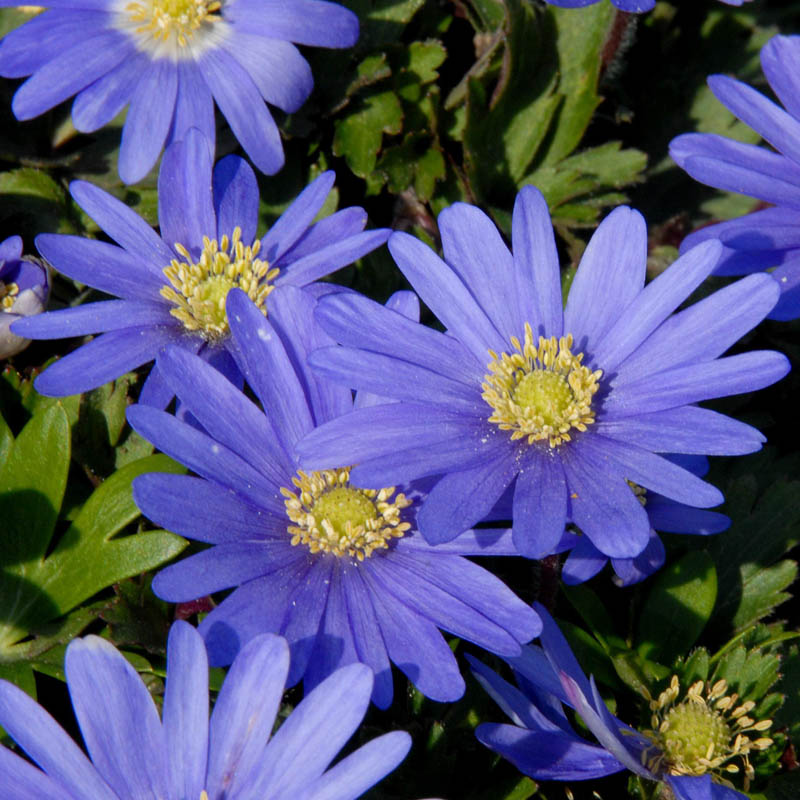 Artikelbild 3 des Artikels “Strahlen-Anemone, Farbmischung “