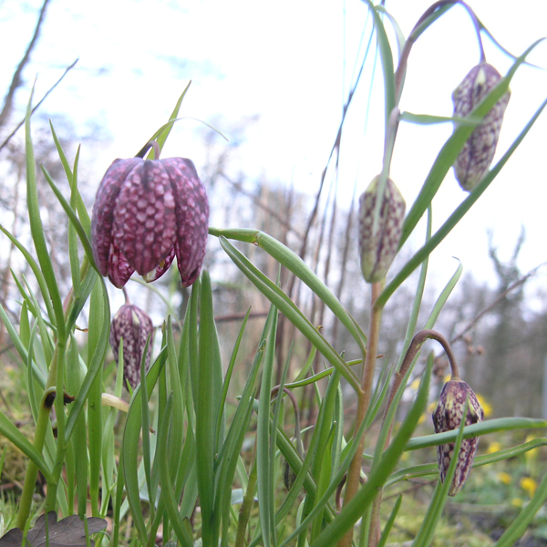 Artikelbild 3 des Artikels “Schachblume “