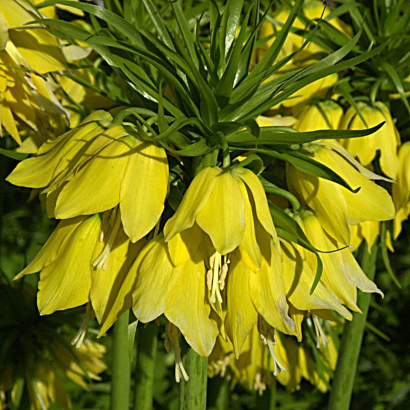 Artikelbild 3 des Artikels “Kaiserkrone, gelb “