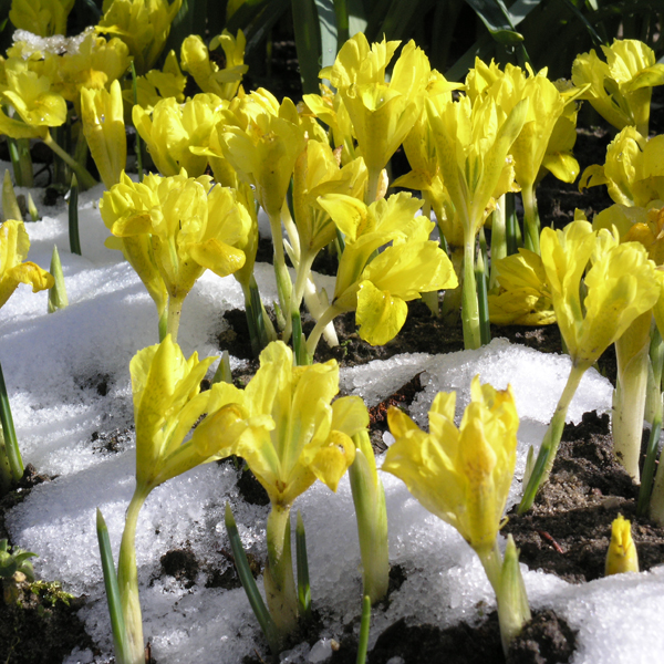 Artikelbild 3 des Artikels “Zwerg-Iris gelb “