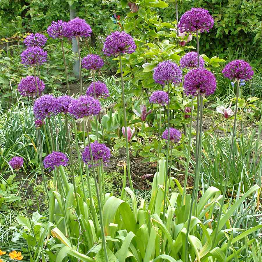 Artikelbild 3 des Artikels “Riesen-Lauch “