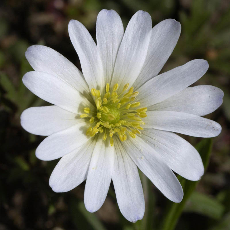 Artikelbild 3 des Artikels “Strahlen-Anemone, weiß “