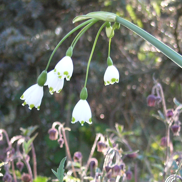 Artikelbild 3 des Artikels “Knotenblume, Märzenbecher “