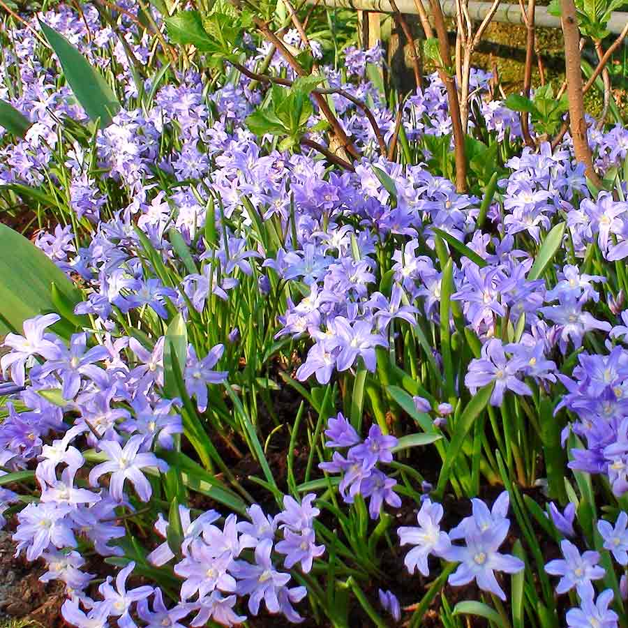 Artikelbild 3 des Artikels “Schneeglanz “