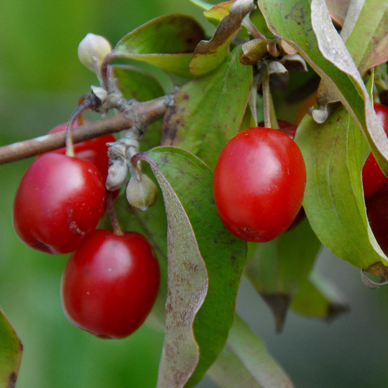 Artikelbild 3 des Artikels “Kornelkirsche “