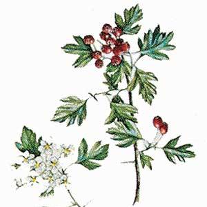 Artikelbild 3 des Artikels “Eingriffeliger Weißdorn “