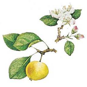 Artikelbild 3 des Artikels “Holz-Apfel “