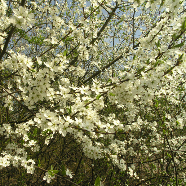 Artikelbild 3 des Artikels “Schlehe, Schwarzdorn “
