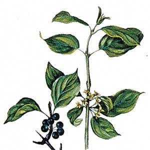 Artikelbild 3 des Artikels “Kreuzdorn “