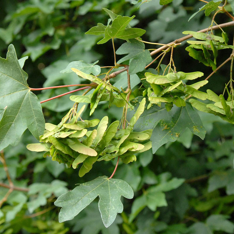 Artikelbild 3 des Artikels “Feld-Ahorn “