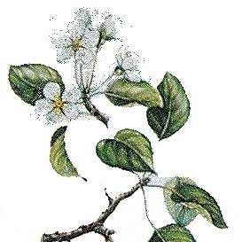 Artikelbild 3 des Artikels “Holz-Birne “