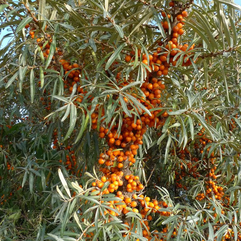 Artikelbild 3 des Artikels “Sanddorn “
