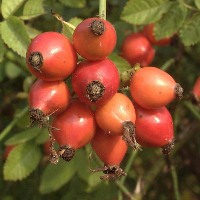 Artikelbild 3 des Artikels “Weinrose “