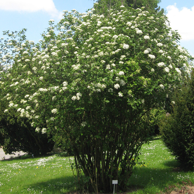 Artikelbild 3 des Artikels “Wolliger Schneeball “