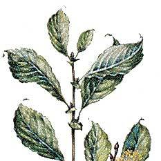 Artikelbild 3 des Artikels “Ohrweide “