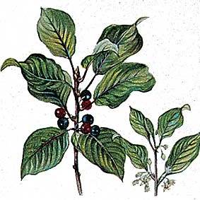 Artikelbild 3 des Artikels “Faulbaum “