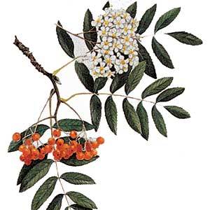 Artikelbild 3 des Artikels “Eberesche “