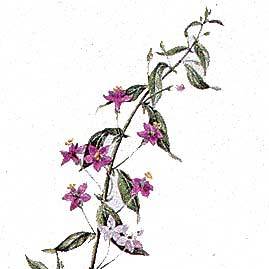 Artikelbild 3 des Artikels “Bocksdorn “