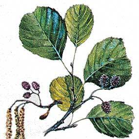 Artikelbild 3 des Artikels “Schwarz-Erle “