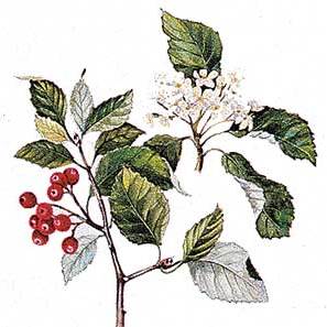 Artikelbild 3 des Artikels “Mehlbeere “