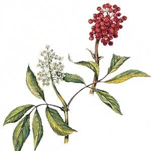 Artikelbild 3 des Artikels “Holunder, rot “