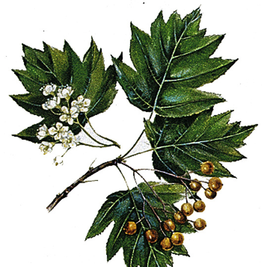 Artikelbild 3 des Artikels “Elsbeere “