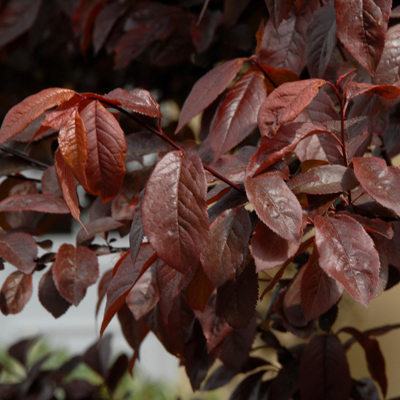 Artikelbild 3 des Artikels “Blut-Pflaume “