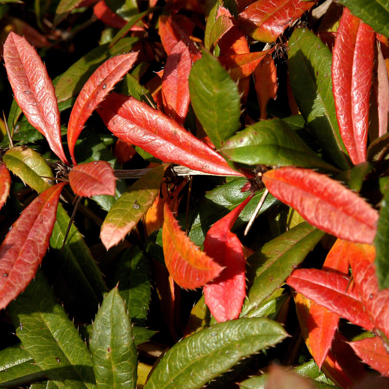 Artikelbild 3 des Artikels “Dornen-Berberitze “