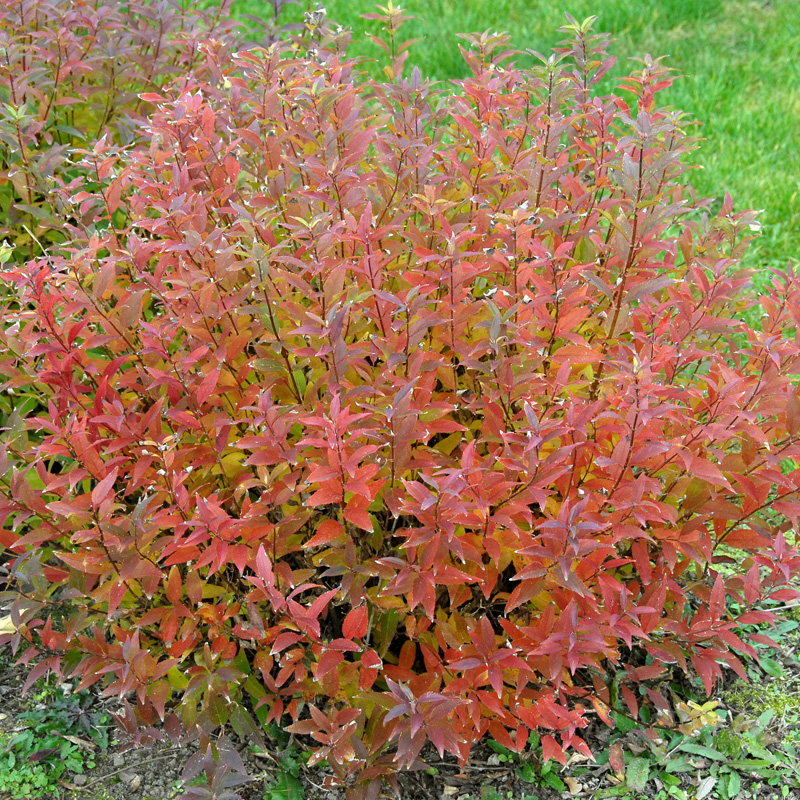 Artikelbild 3 des Artikels “Maiblumenstrauch, Zwerg-Deutzie “