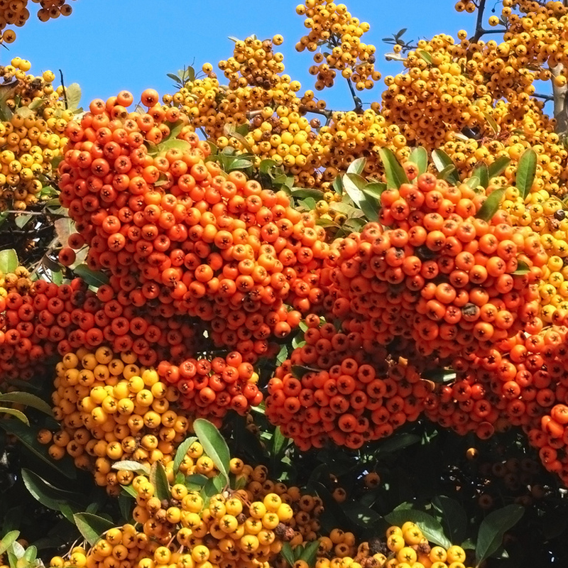 Artikelbild 3 des Artikels “Feuerdorn, rot “