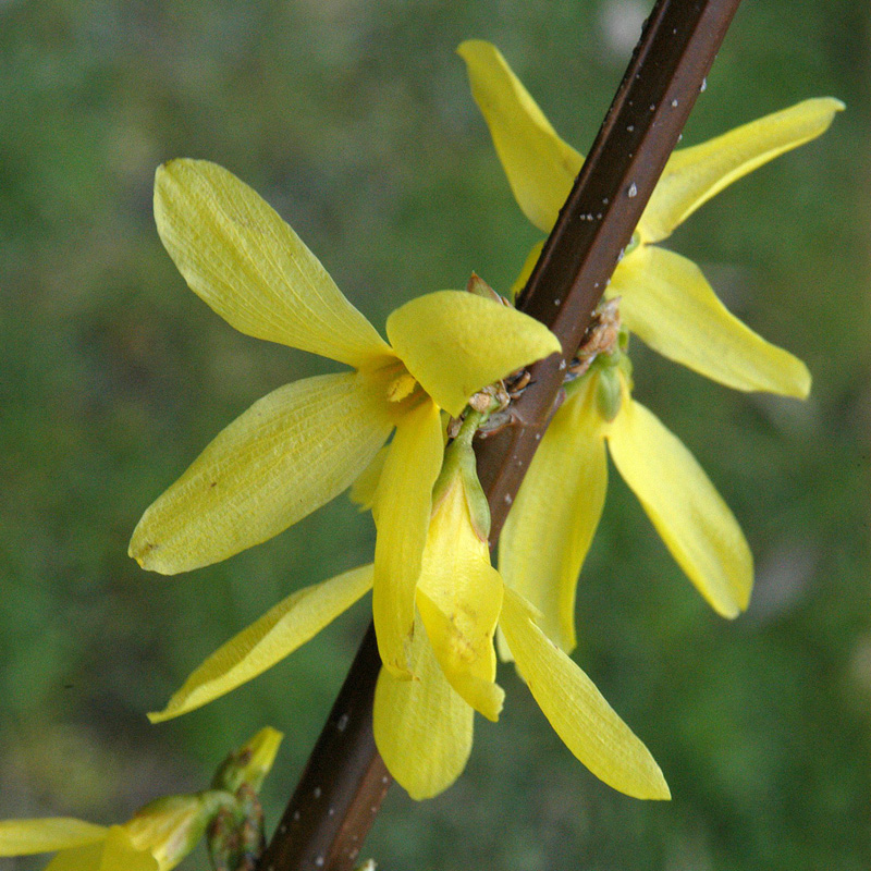 Artikelbild 3 des Artikels “Forsythie, Goldglöckchen “