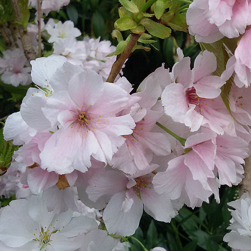 Artikelbild 3 des Artikels “Säulen-Zier-Kirsche “