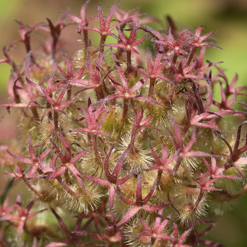 Artikelbild 3 des Artikels “Kolkwitzie, Perlmuttstrauch “