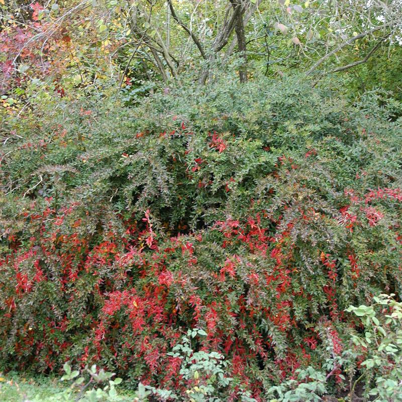 Artikelbild 3 des Artikels “Warzen-Berberitze “