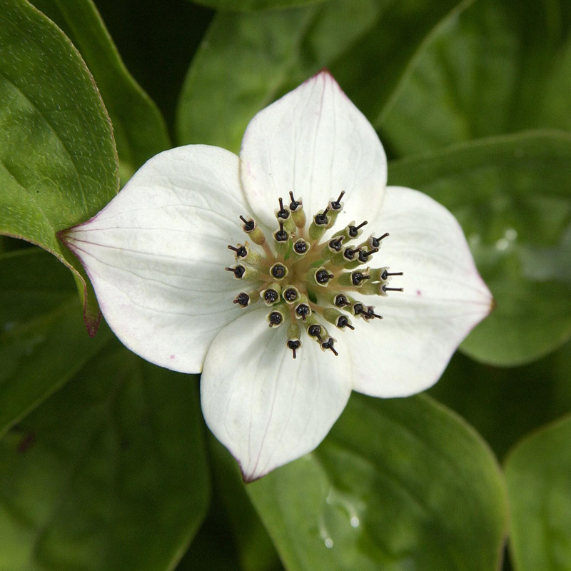 Artikelbild 3 des Artikels “Teppich-Hartriegel “