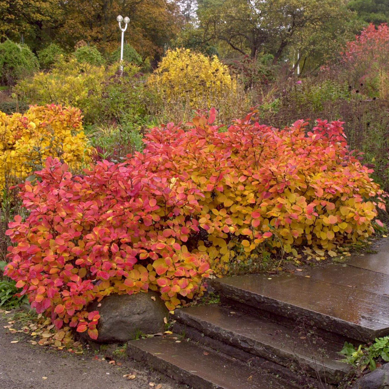Artikelbild 3 des Artikels “Federbuschstrauch “