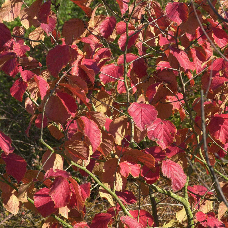 Artikelbild 3 des Artikels “Zaubernuss, rot “