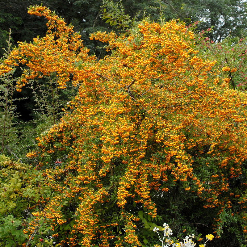Artikelbild 3 des Artikels “Feuerdorn, gelb “