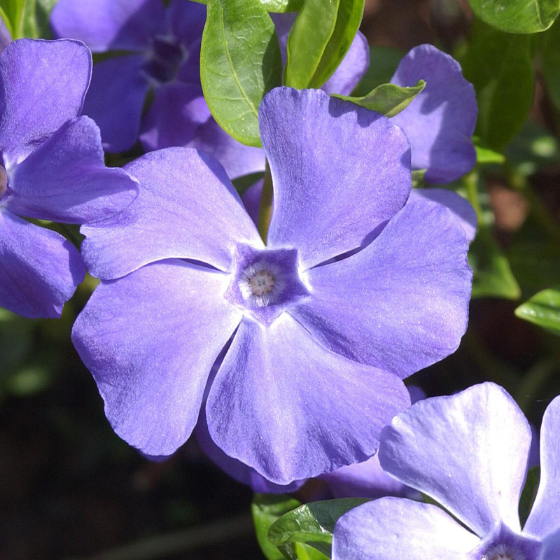 Artikelbild 3 des Artikels “Immergrün, blau “