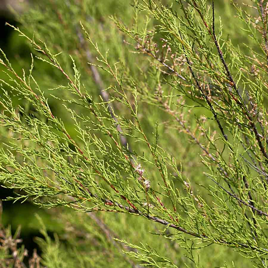 Artikelbild 3 des Artikels “Frühlings-Tamariske “