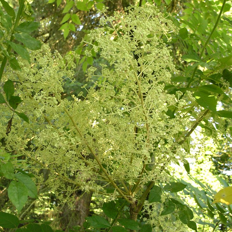 Artikelbild 3 des Artikels “Aralie, 'Teufels-Krückstock' “