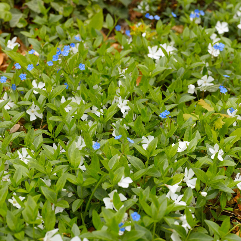 Artikelbild 3 des Artikels “Immergrün, weiß “