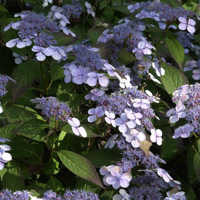 Artikelbild 3 des Artikels “Tellerhortensie “