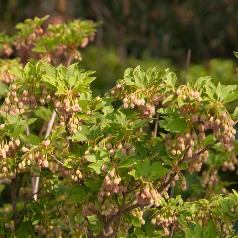 Artikelbild 3 des Artikels “Prachtglocke “