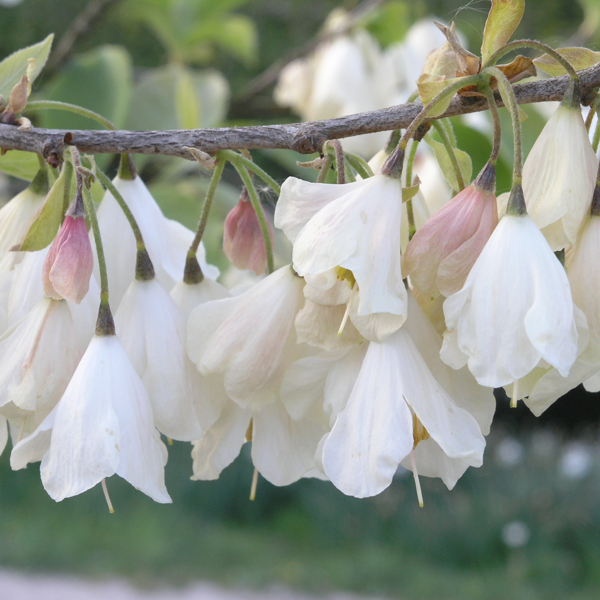 Artikelbild 3 des Artikels “Schneeglöckchenbaum “