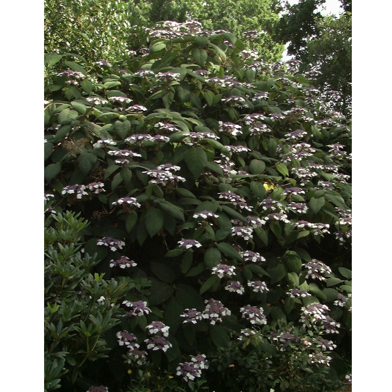 Artikelbild 3 des Artikels “Samt-Hortensie “