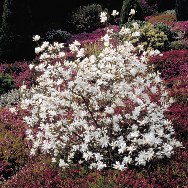 Artikelbild 3 des Artikels “Stern-Magnolie “