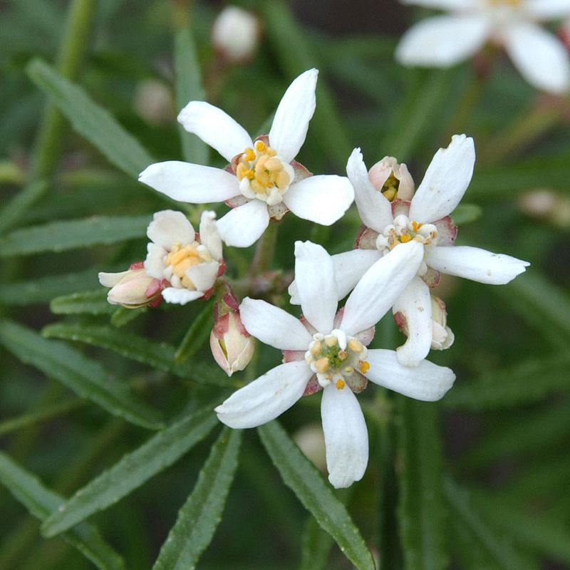Artikelbild 3 des Artikels “Orangenbaum “