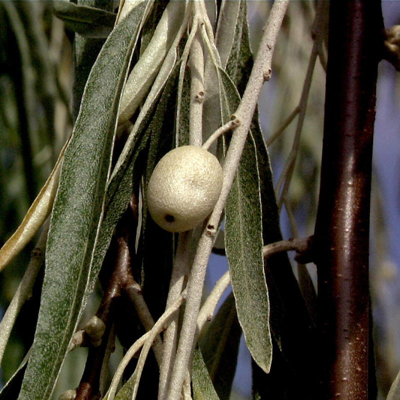 Artikelbild 3 des Artikels “Ölweide “